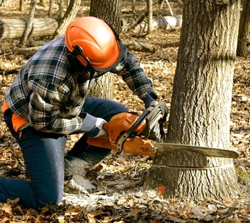 Tree Removal in Montville, CT